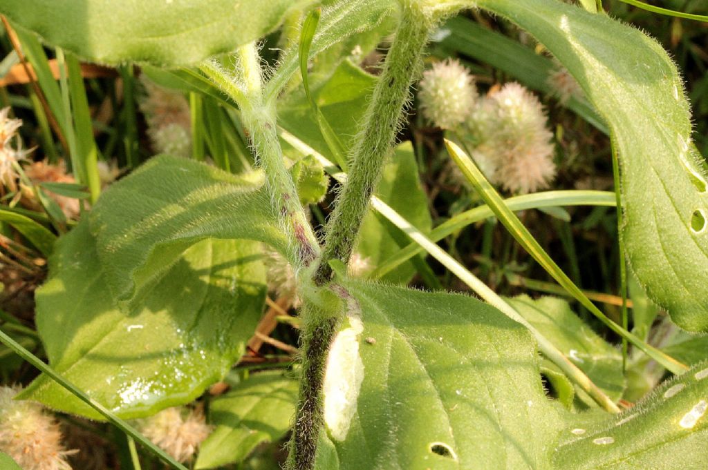 Silene latifolia?